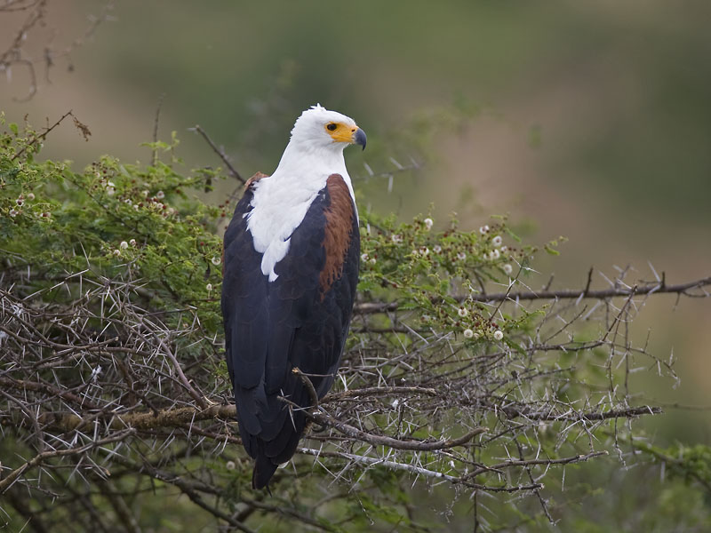 african fish eagle <br> afrikaanse zeearend <br> Haliaeetus vocifer