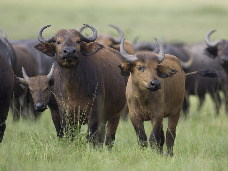 buffalo  Syncerus caffer