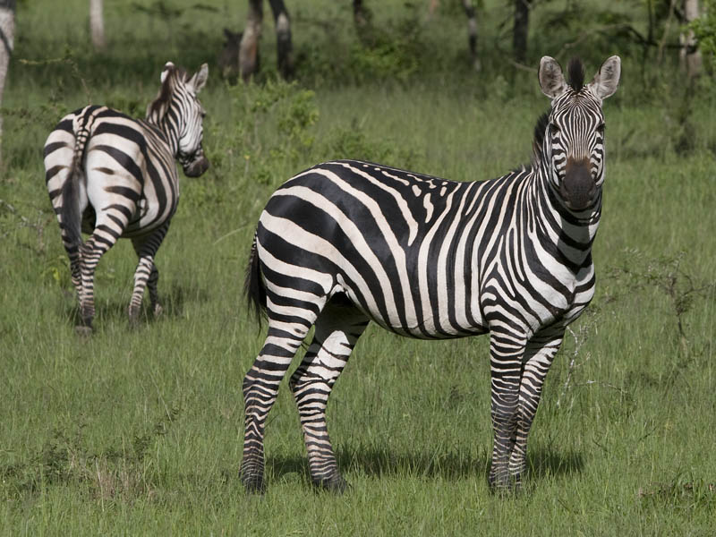 zebra