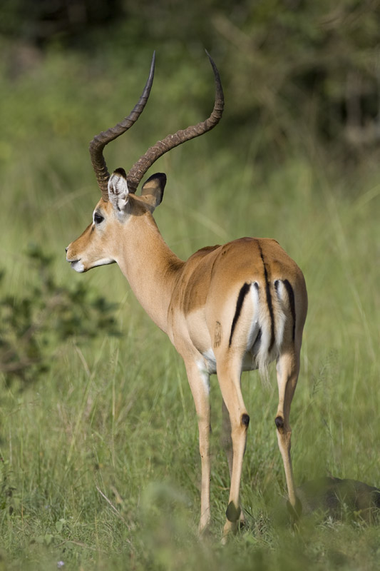 impala  Aepyceros melampus