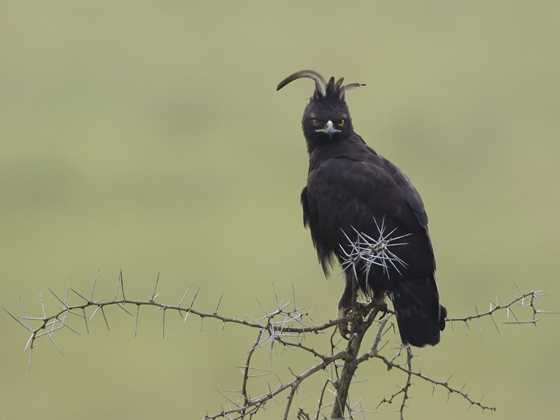 long-crested eagle  Lophaetus occipitalis