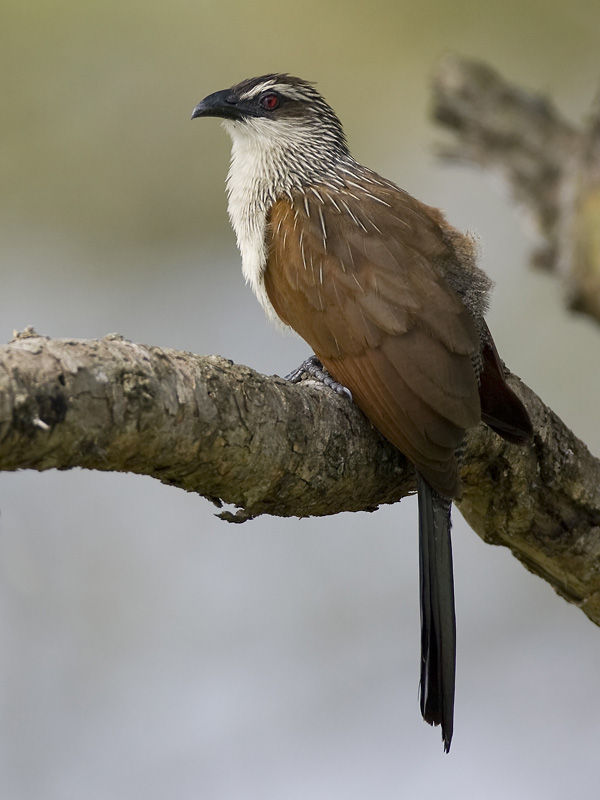 white-browed coucal <br> Centropus superciliosus