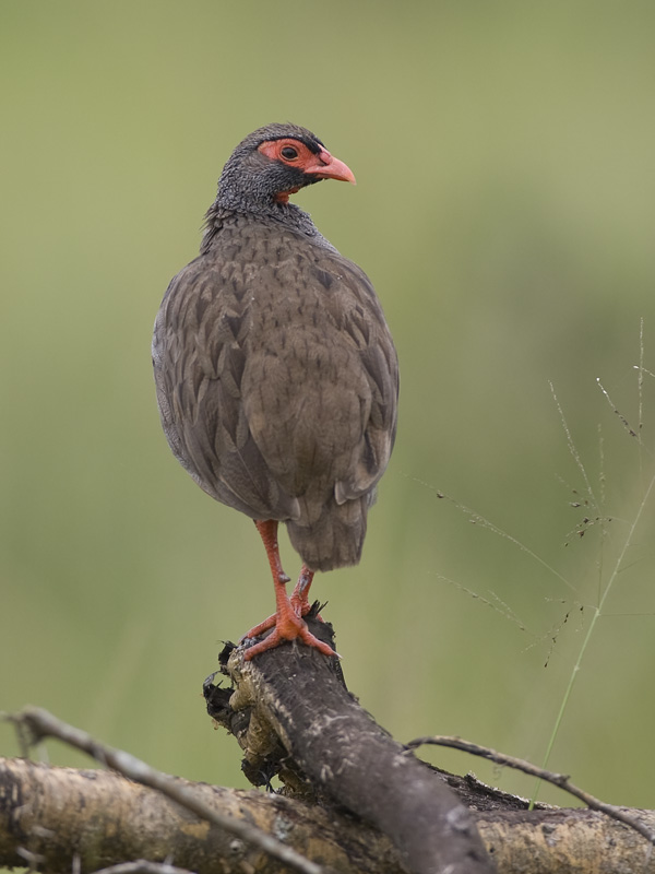 red-necked spurfowl <br> Francolinus afer