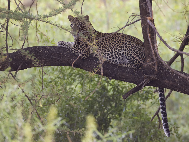 leopard  Panthero pardus