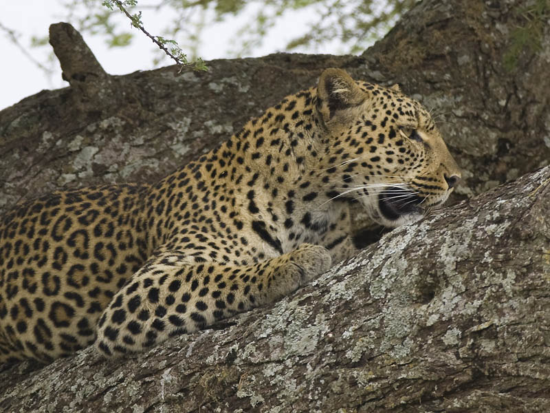 leopard  Panthero pardus