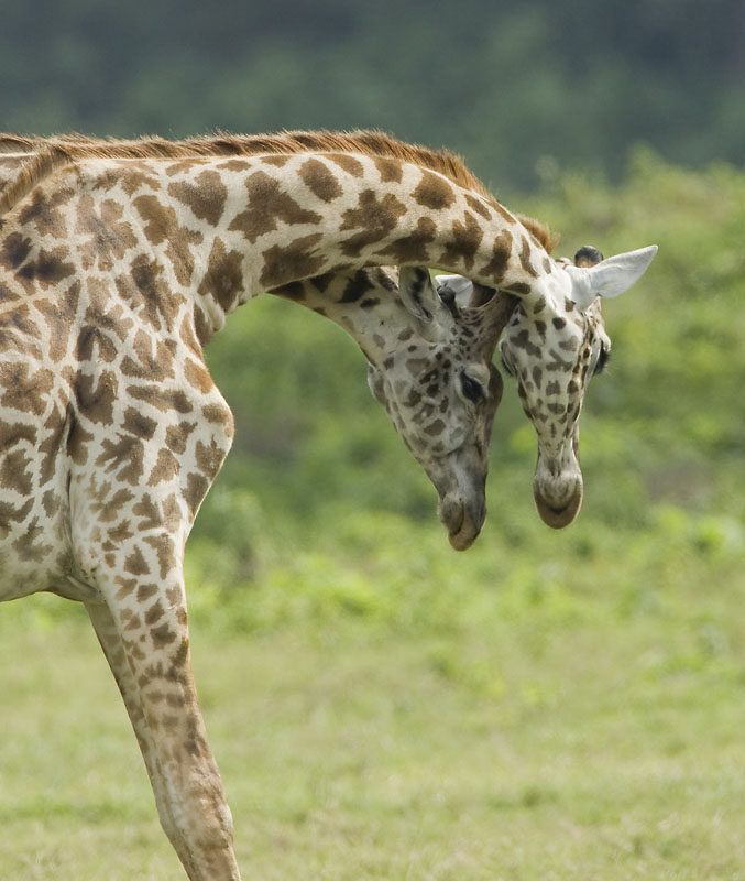masai giraffe  Giraffa camelopardalis tippelskirchi