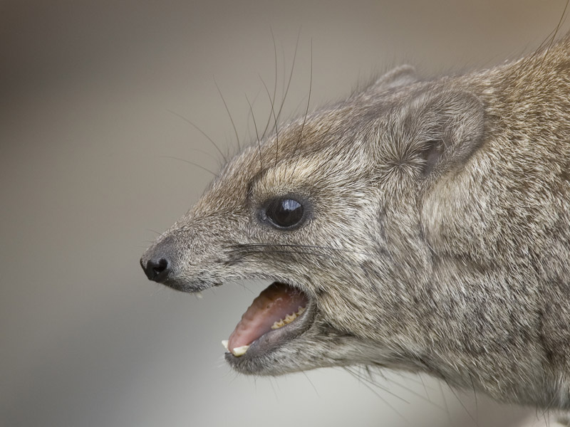 rock hyrax  Procavia johnstoni