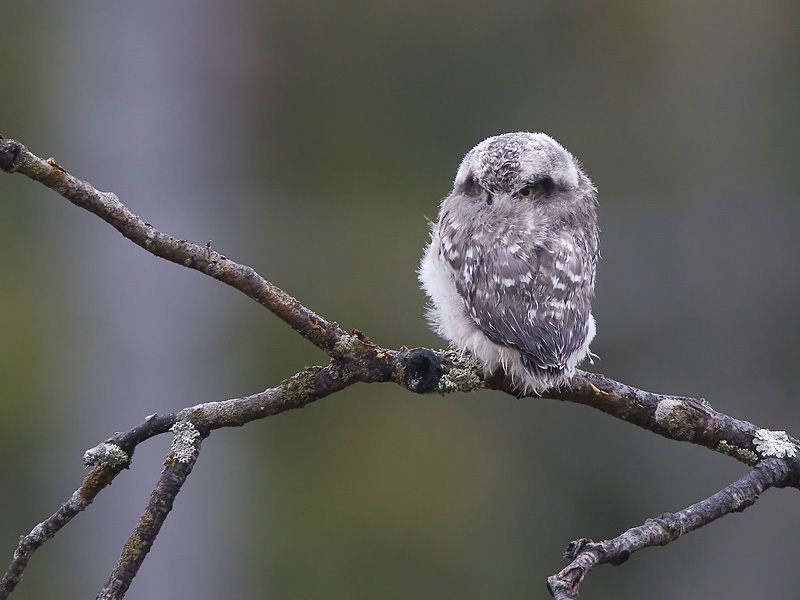 hawk owl (juvenile)  Surnia ulula