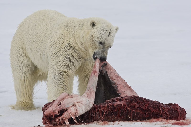 SPITSBERGEN WILDLIFE