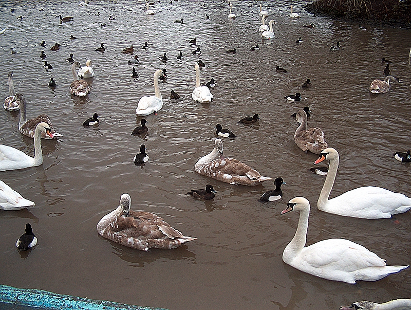 Ducks and swans.