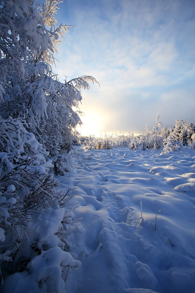 Moose Tracks