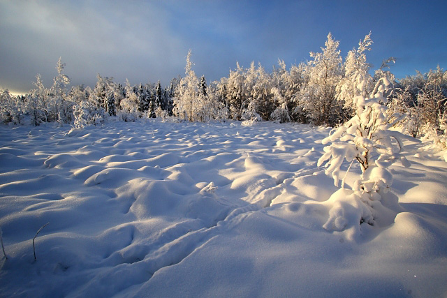 Snow Field