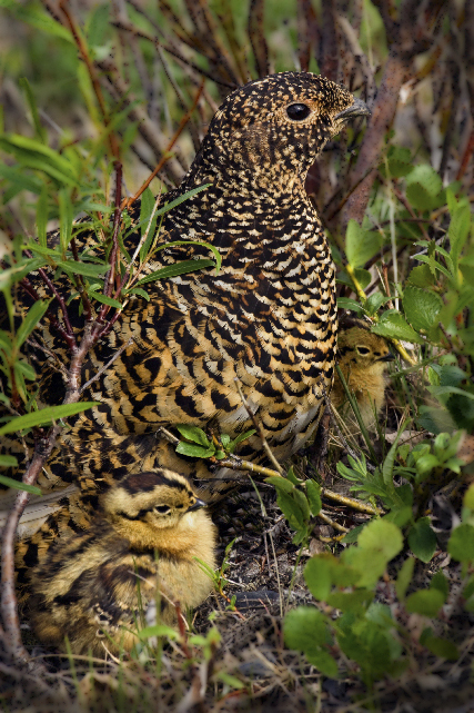 Ptarmigan Photos