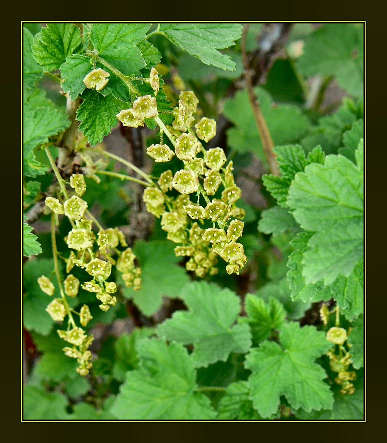 Redcurrant 