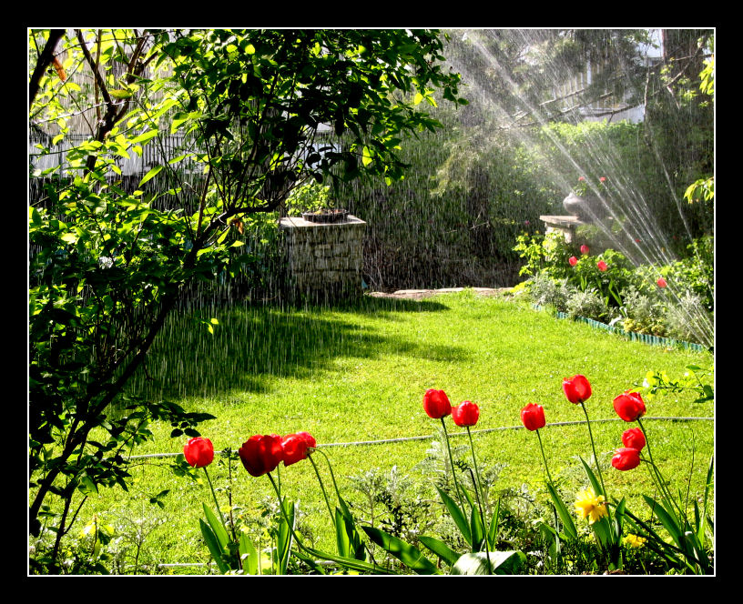 My garden in spring
