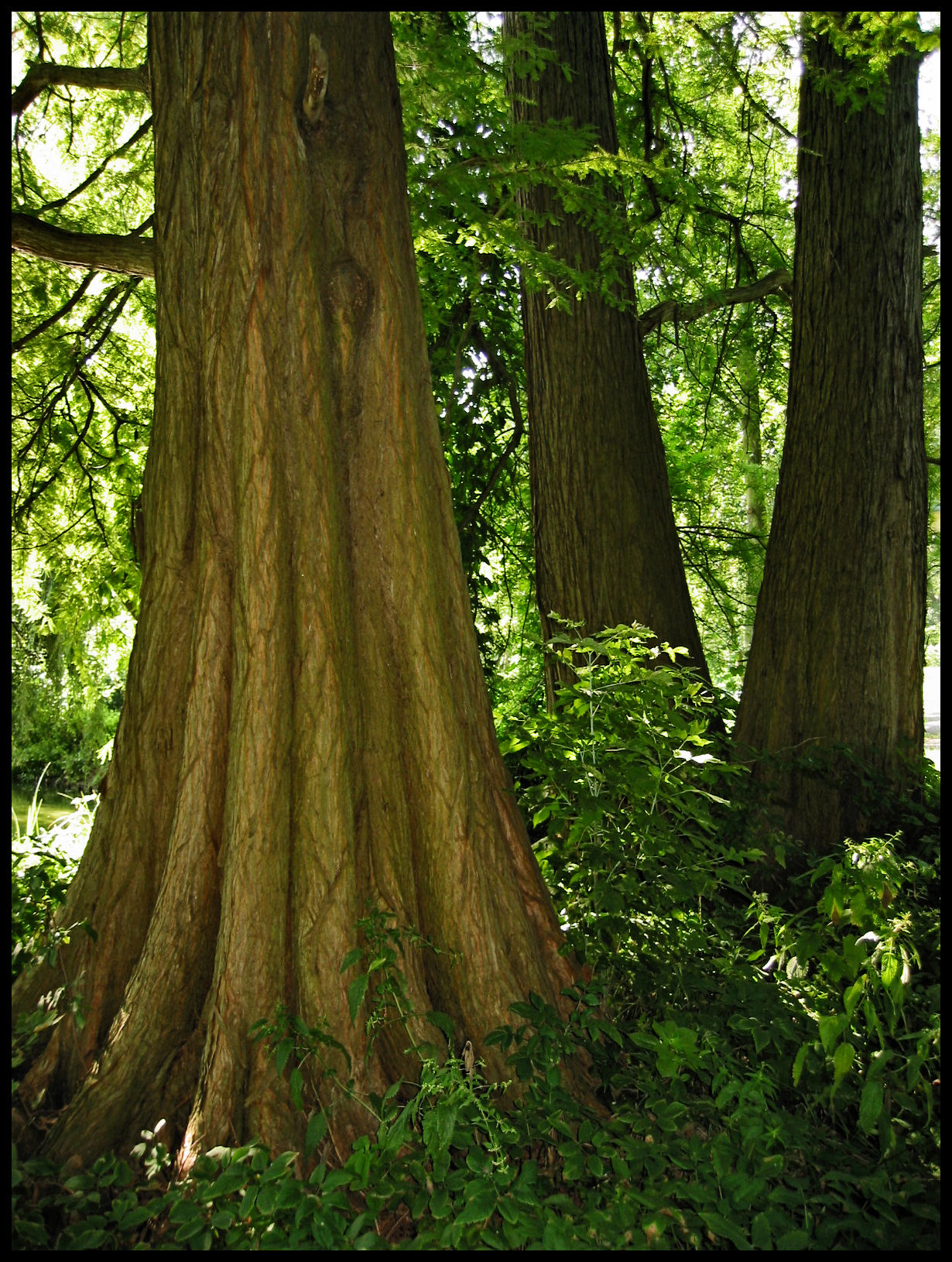 Three tree