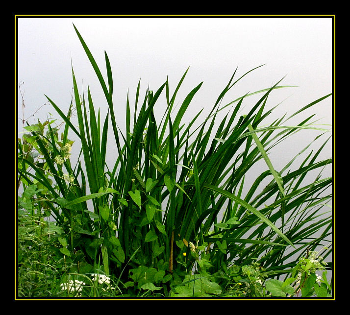 Only grass
