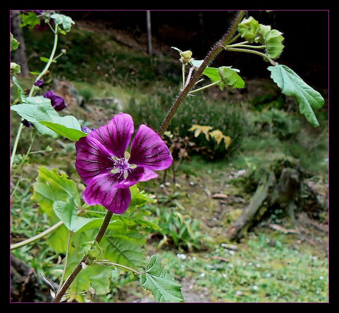 Eye catching flower