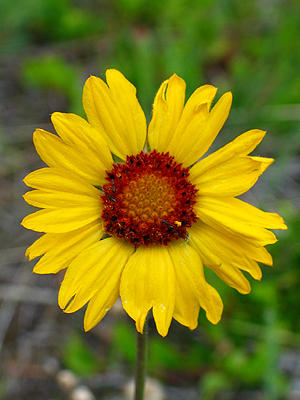 o4/93/684593/1/63843503.8cVyKcKB.WildflowerIMG_1338_edit.JPG