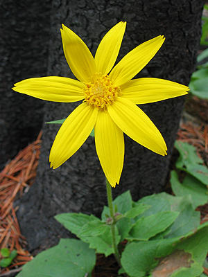 o4/93/684593/1/64960215.dt42jnRK.WildflowersStanleyGlacierTrailIMG_4901_edit.JPG