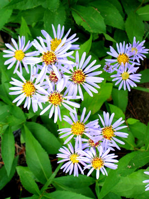 o4/93/684593/1/64960524.aarNg8qf.Wildflowers_IMG_4903_edit.JPG