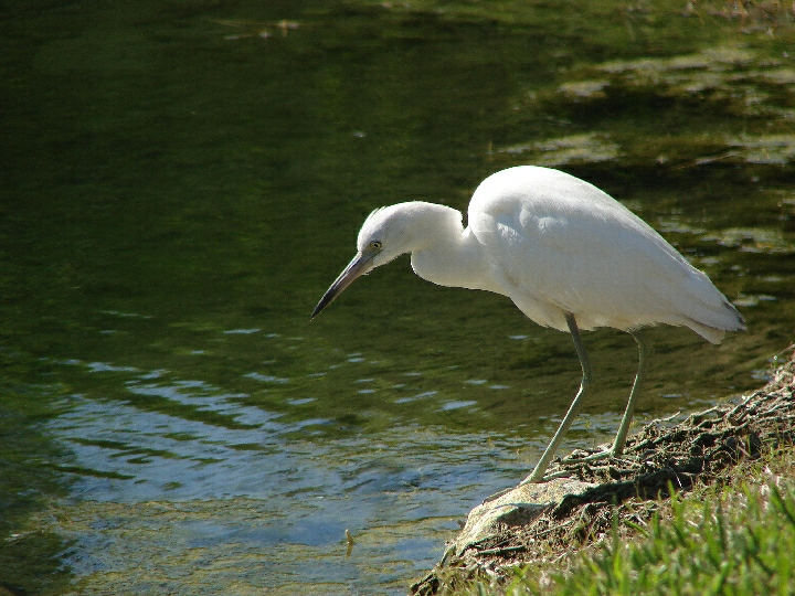 Blue Heron Juvenile