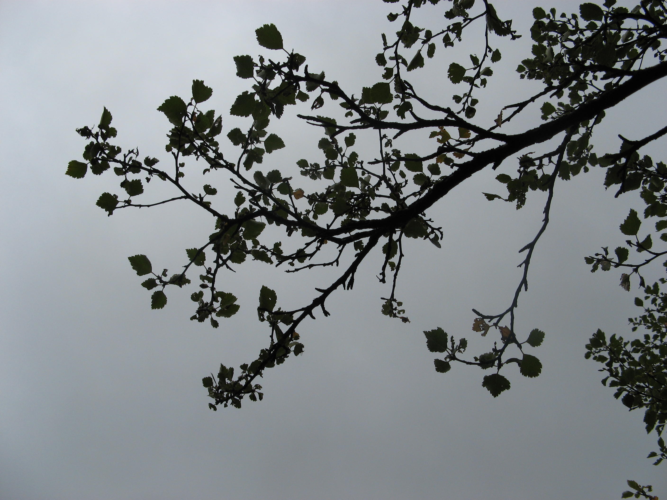 Tree branch silhouette