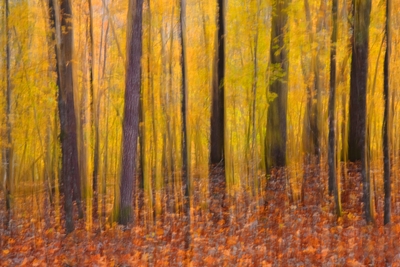_MG_4956 10-25-09 Abstract Forest.jpg