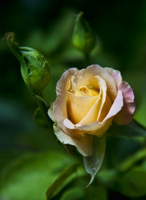 _MG_0824.jpg Yellow Rose Of Texas