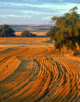 Colorado Harvest Patterns.jpg