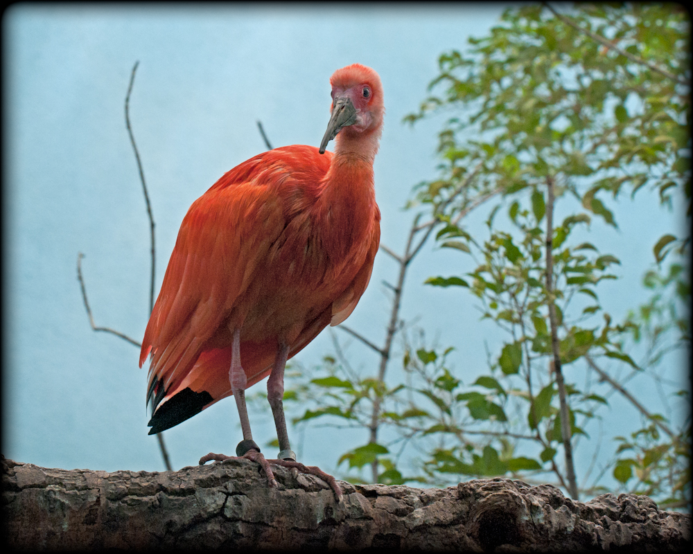 Image-21 (Scarlet ibis).jpg