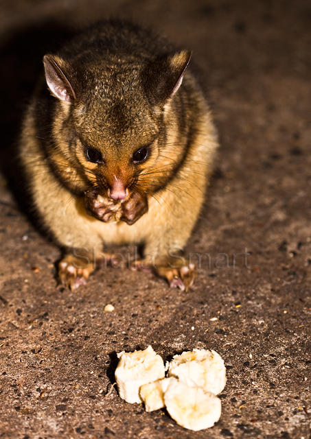 Baby brushtail possum