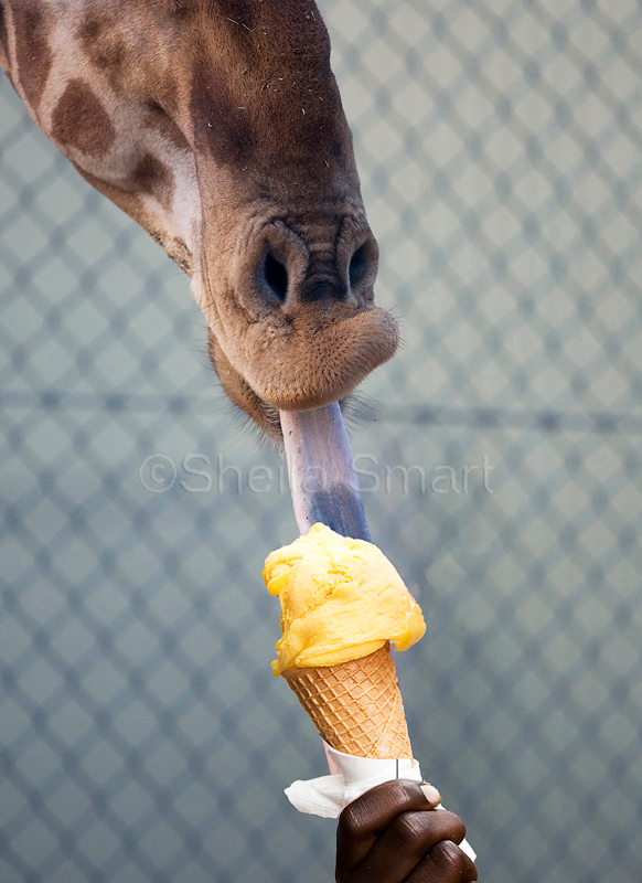 Giraffe eating icecream