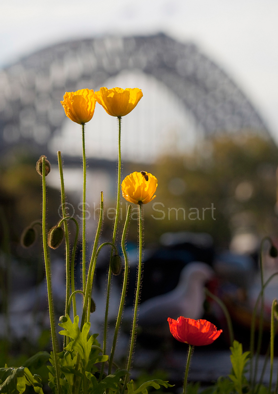 Four poppies with Sydney Harbour Bridge backdrop