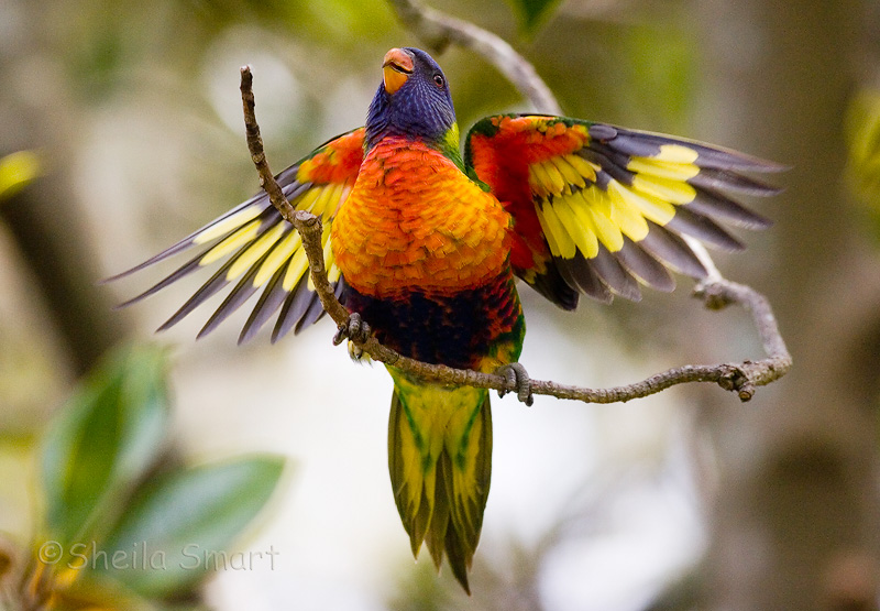 Baby rainbow lorikeet