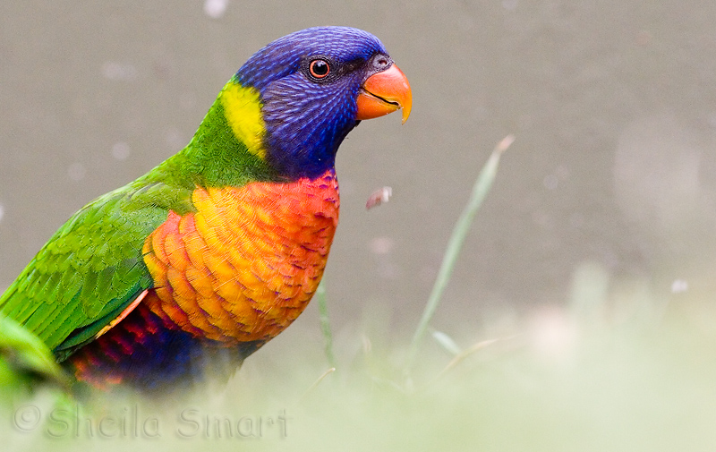 Lorikeet in grass