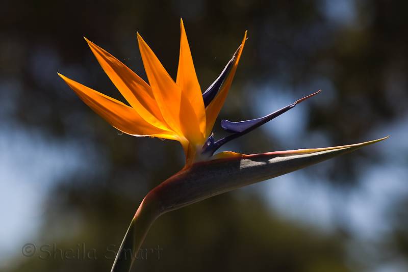 Strelitzia - bird of paradise