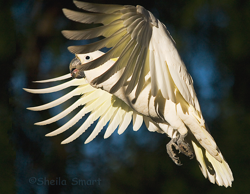 Sulphur crested cockatoo in flight