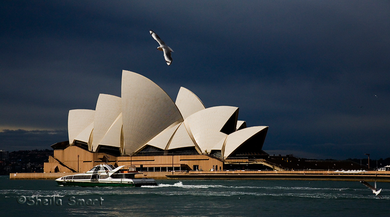 Sydney Opera House with seagull