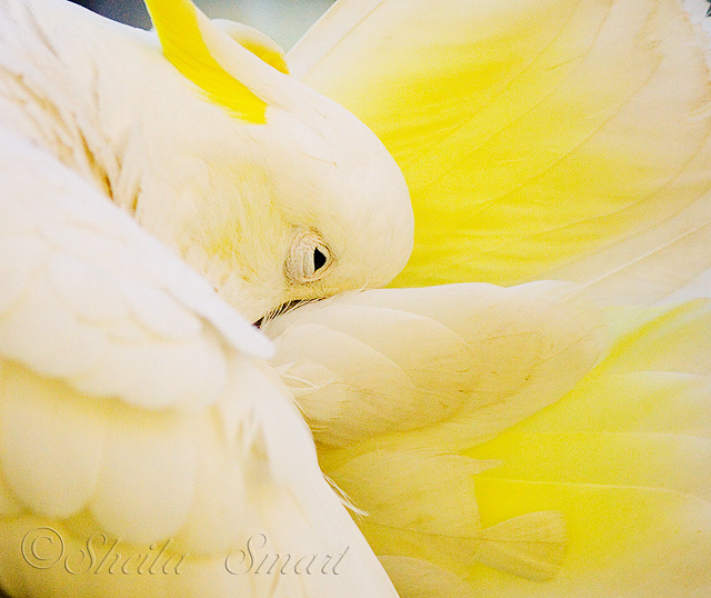 Sulphur crested cockatoo preening