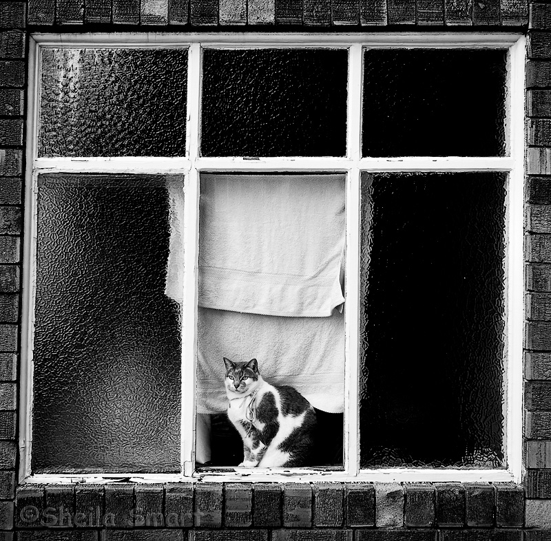 Cat in window