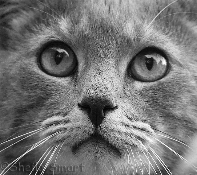 Big Ted - big cat