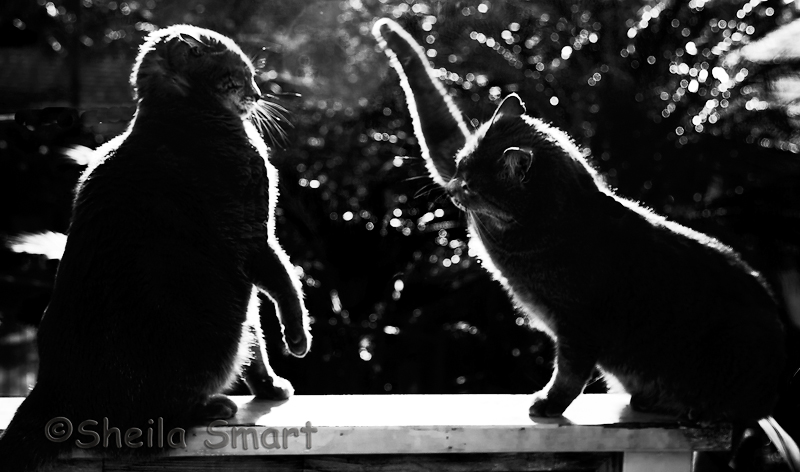 Cat fight!