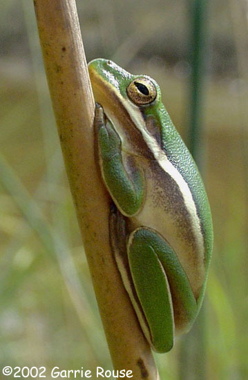 Green Treefrog