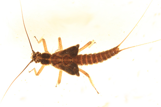 Taeniopteryx nivalis