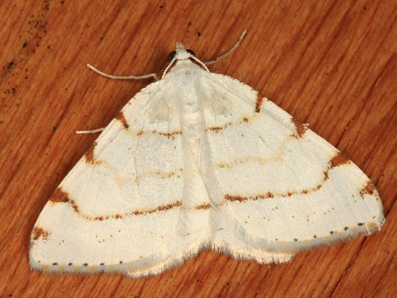 6273 - Lesser Maple Spanworm Moth - Speranza pustularia