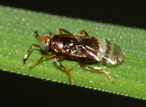 Microterys sp.