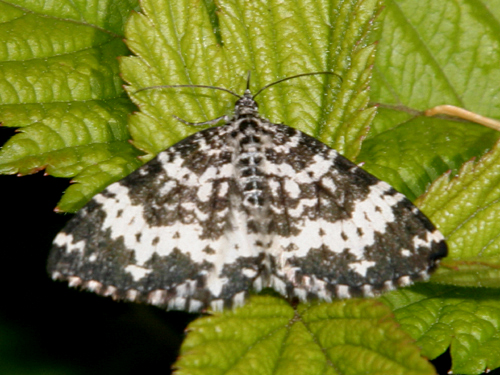 7293 -- Spear-marked Black Moth -- Rheumaptera hastata