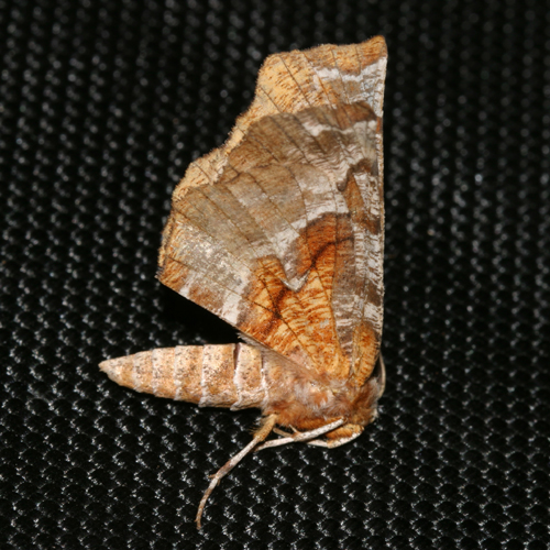 6818 -- Kents Geometer Moth -- Selenia kentaria