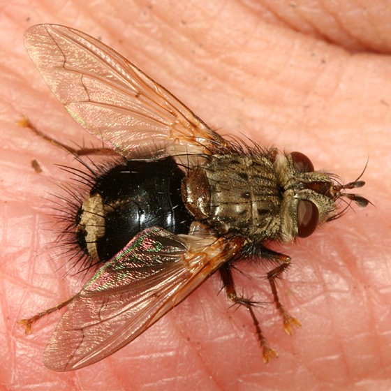 Epalpus signifer